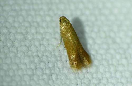 Tischeria dodonaea